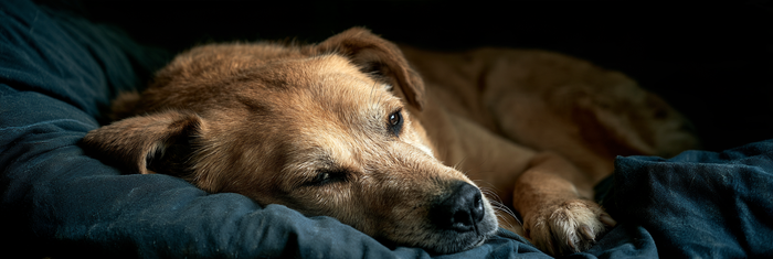Can Pain Cause Anxiety in Dogs?
