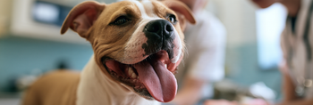 What Causes Anxiety in Dogs? 