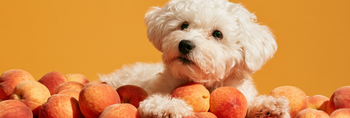 Can Dogs Eat Peaches?