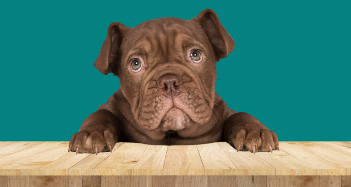 THC For Dogs: What You Need To Know