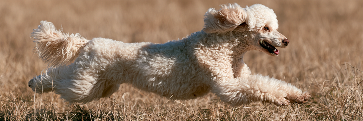 Poodle Life Span
