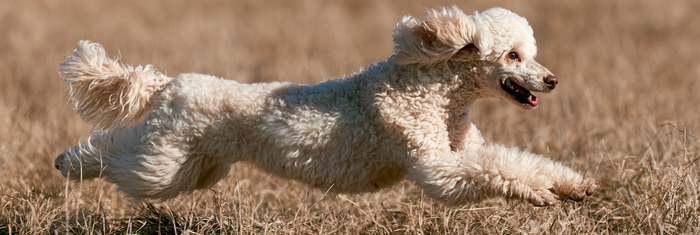 Poodle Life Span