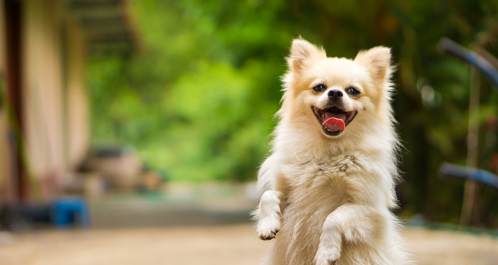 Probiotic for Dogs