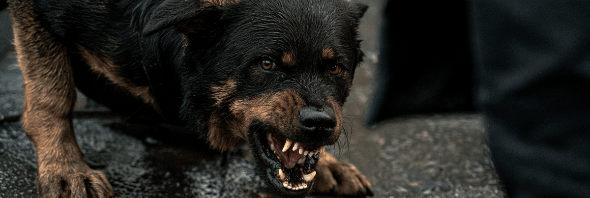 Why Punishment Makes Fear Worse in Dogs?