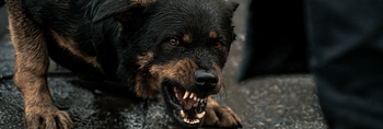 Why Punishment Makes Fear Worse in Dogs?