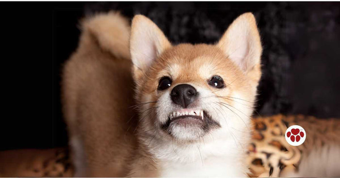 Teething Puppy showing teeth