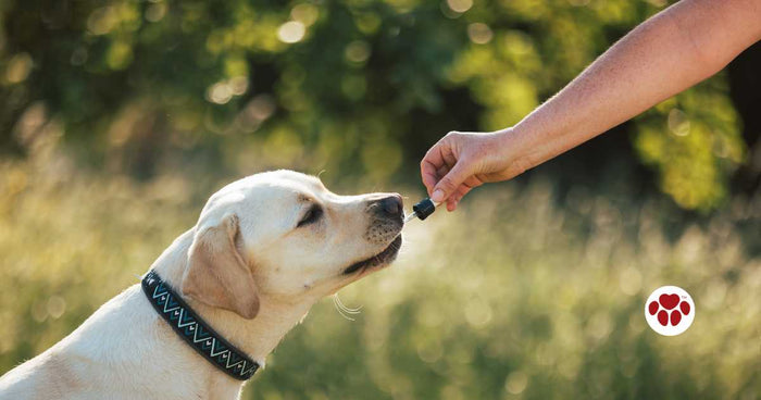 Ranking The Best CBD Oil For Canine Anxiety In 2024