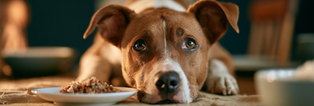 Can Anxiety Stop Dogs Eating?