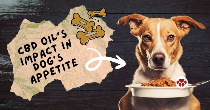 CBD oil can help revive dog's appetite