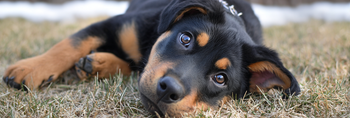 Rottweiler Lab Mix Life Span