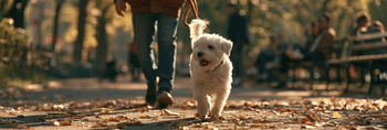 Does Routine Help Anxious Dogs?