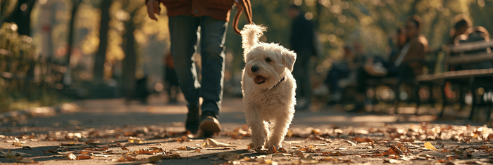 Does Routine Help Anxious Dogs?