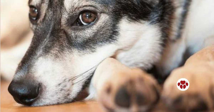 Safe and effective use of CBD oil in dogs with cancer