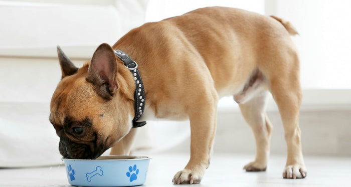 Is Weight Management Dog Food Actually Effective?