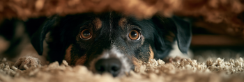 Why Is My Dog Suddenly Afraid of Something at Home?