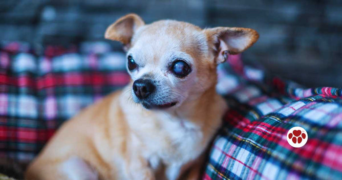 Senior Chihuahua with Glaucoma