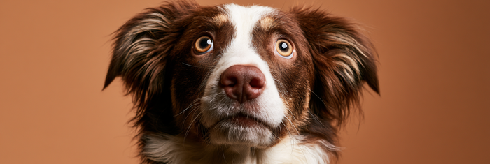 Why Do Anxious Dogs Shake?