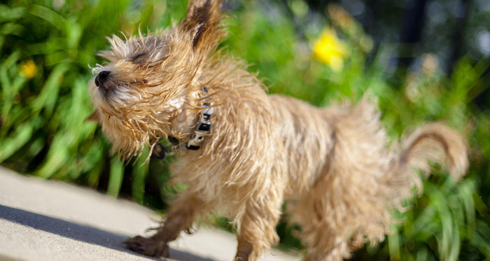 Shaking in small dogs