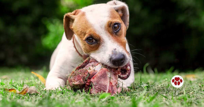 Can dogs eat offal or organ meats?
