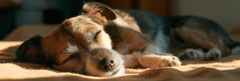 How Sleep Affects Anxiety in Dogs