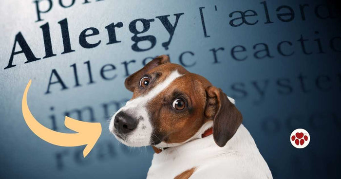Alleviate allergies in dogs with CBD oil