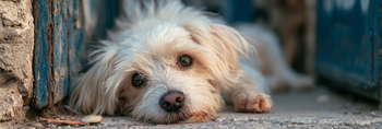 Can Chronic Stress Shorten a Dog's Life?