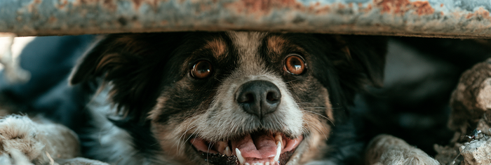 The Canine Stress Response