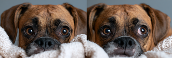Dog Stress vs Dog Anxiety