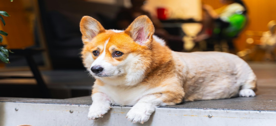 Why Is My Dog Shedding So Much?