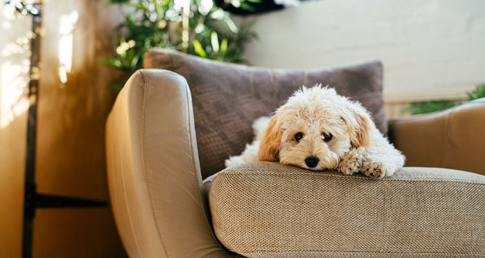 gastroenteritis in dogs