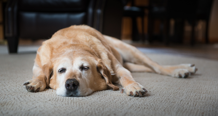 Symptoms of a dog ear infection