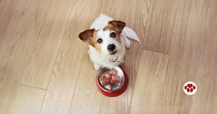Beef spleen has many benefits for dogs