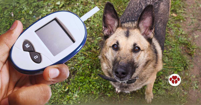 A diabetic dog can benefit from grass-fed beef organ supplement