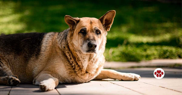 Loving dogs too much has negative effects