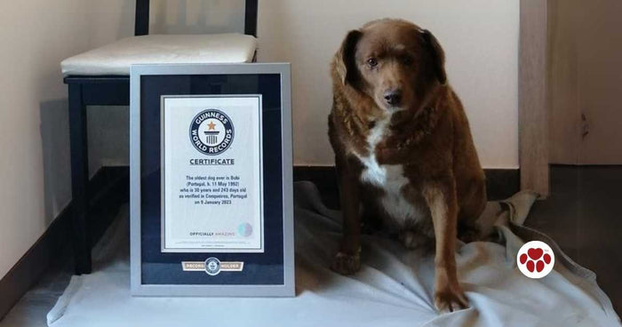 The oldest dog in the world