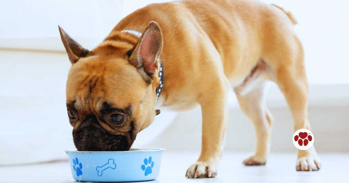 Diet for a dog with liver disease