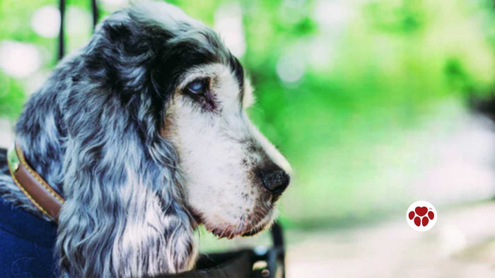 CBD can help in Canine Dementia care