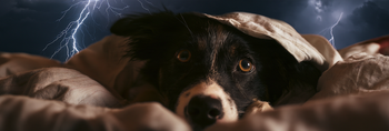 Thunderstorm Anxiety in Dogs