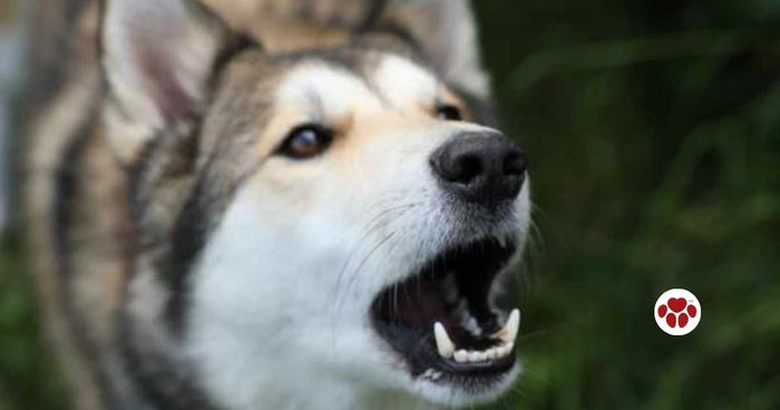 Tips to Help Anxious Dogs