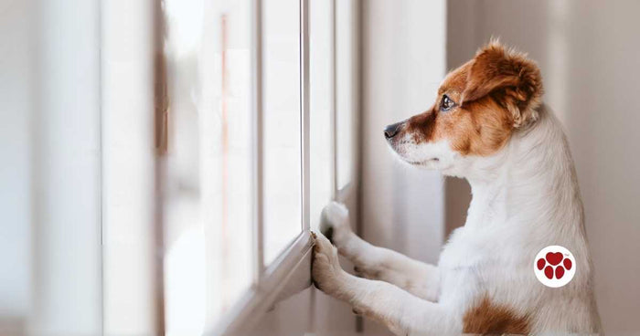 Separation anxiety in dogs