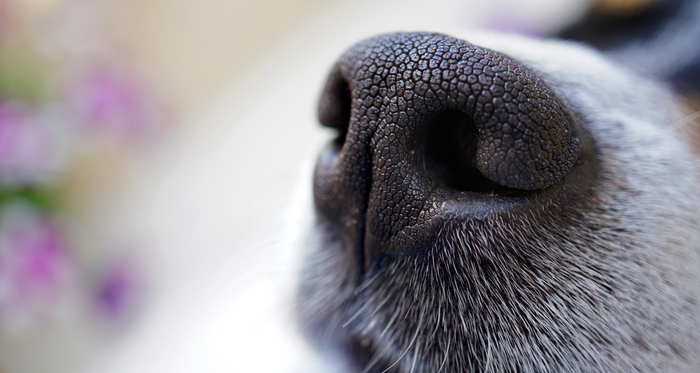 Top-rated allergy chews for dogs