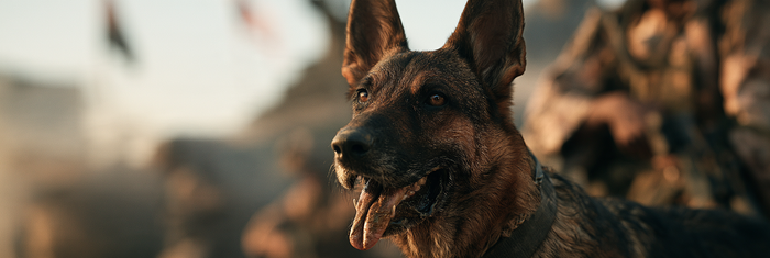 Can You Train Anxiety Out of a Dog?