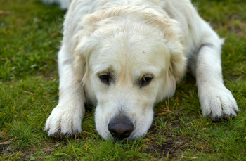 Harnessing the Power of Bone Broth for Enhanced Digestion in Dogs