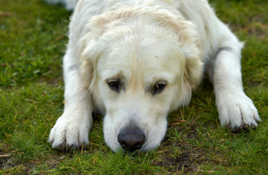 Harnessing the Power of Bone Broth for Enhanced Digestion in Dogs
