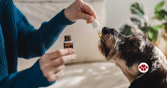 CBD Oil for Dogs