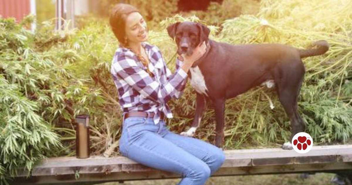 Hemp products for dogs