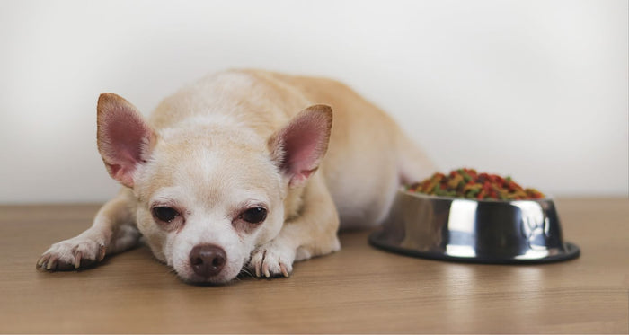 dog not eating his food but will eat treats