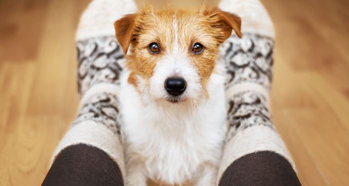 A variety of calming chews designed to reduce stress in dogs