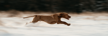 What Is the Fight, Flight, Freeze Response in Dogs?