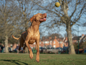 Vizsla life span